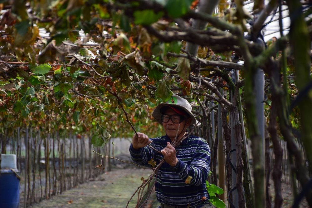 新興社區的溫室巨峰葡萄園伯伯正在為我們展示拉藤技巧
