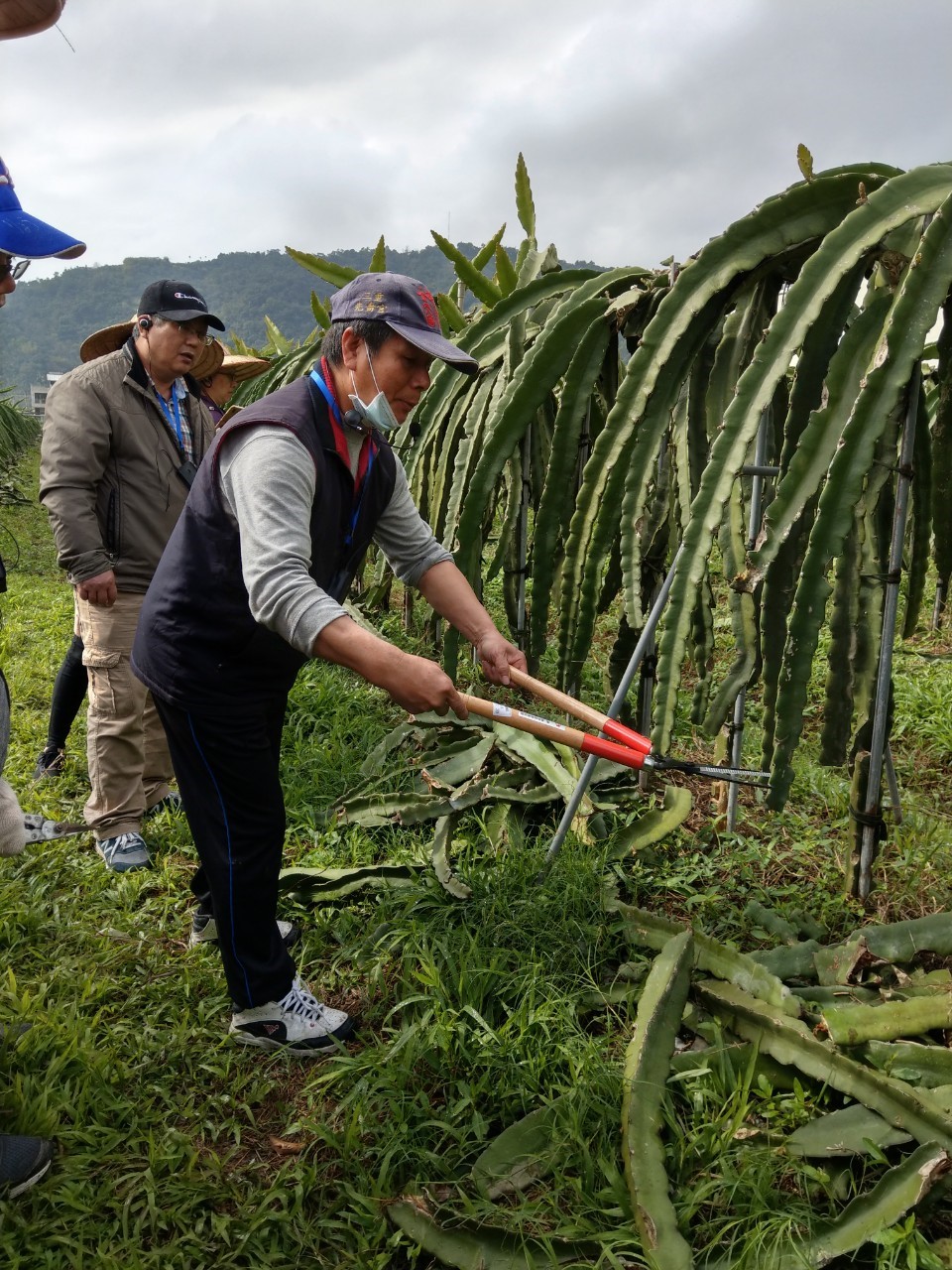 果園主人示範如何修剪枝條
